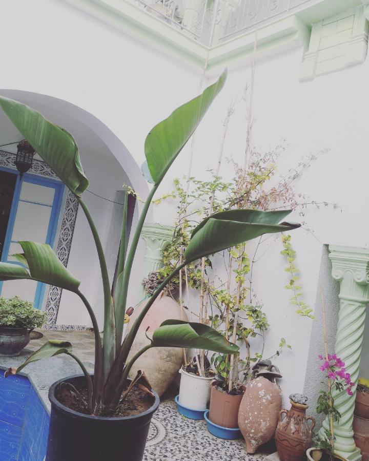 Hotel L'Hirondelle De Kelibia : Chez Amou Zewnętrze zdjęcie